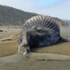 A bloated humpback whale on a beach in California, U.S.