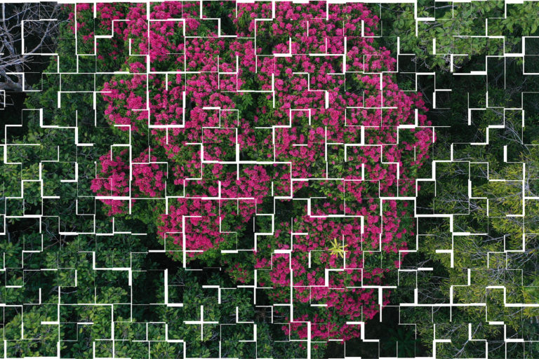 Flowering rainforest tree in the Colombian Amazon. Photo by Rhett A. Butler for Mongabay.