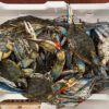 Atlantic blue crabs (Callinectes sapidus) caught in Italy.