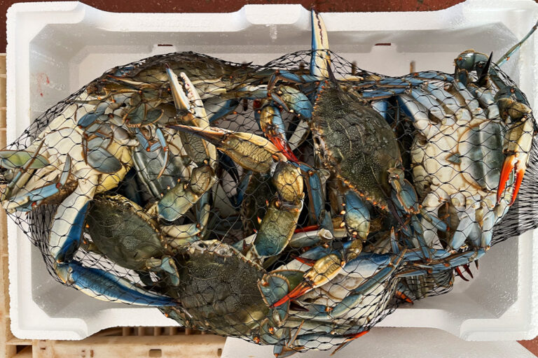 Atlantic blue crabs (Callinectes sapidus) caught in Italy.