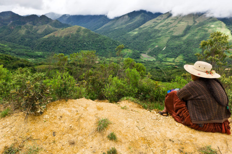 Forests of Bolivia.