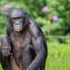 A bonobo