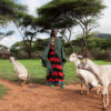 A pastoralist leads her goat for grazing in Borana, Ethiopia.