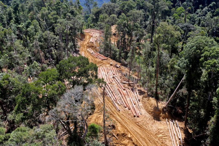 Deforestation in Borneo.