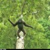 Bornean gibbon