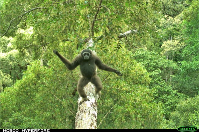 Bornean gibbon