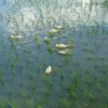 Boundbrook Farm's agroecology system for growing rice relies on mulard (French for ‘mule-like’), a hybrid, non-fertile duck, to control weed growth and provide fertilizer, eliminating the use of pesticides or other chemicals. The ducks are released into the paddies about seven to ten days after the rice seedlings are transplanted, allowing time for the roots to take hold. Image courtesy of Boundbrook Farm.