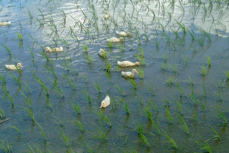 Boundbrook Farm's agroecology system for growing rice relies on mulard (French for ‘mule-like’), a hybrid, non-fertile duck, to control weed growth and provide fertilizer, eliminating the use of pesticides or other chemicals. The ducks are released into the paddies about seven to ten days after the rice seedlings are transplanted, allowing time for the roots to take hold. Image courtesy of Boundbrook Farm.