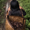 Brazil nut collecting in the Zoró Indigenous Land, MT