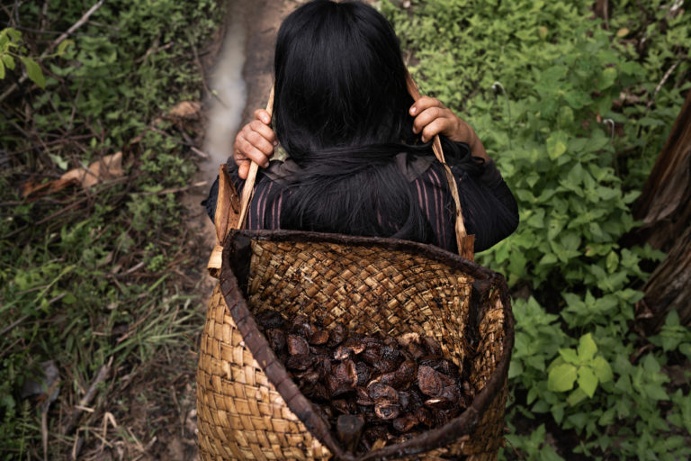 Brazil nut collecting in the Zoró Indigenous Land, MT