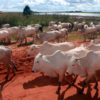 Cattle in Mato Grosso, Brazil. Photo by Rhett A. Butler for Mongabay.