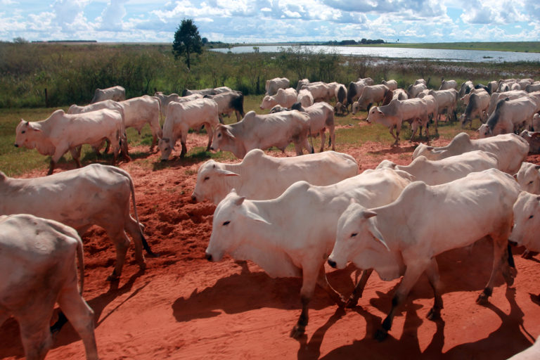 Cattle in Mato Grosso, Brazil. Photo by Rhett A. Butler for Mongabay.