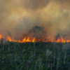 Fire line moves through a degraded forest area in an undesignated public forest area in Porto Velho, Rondônia on July 29, 2021. Photo © Christian Braga / Greenpeace