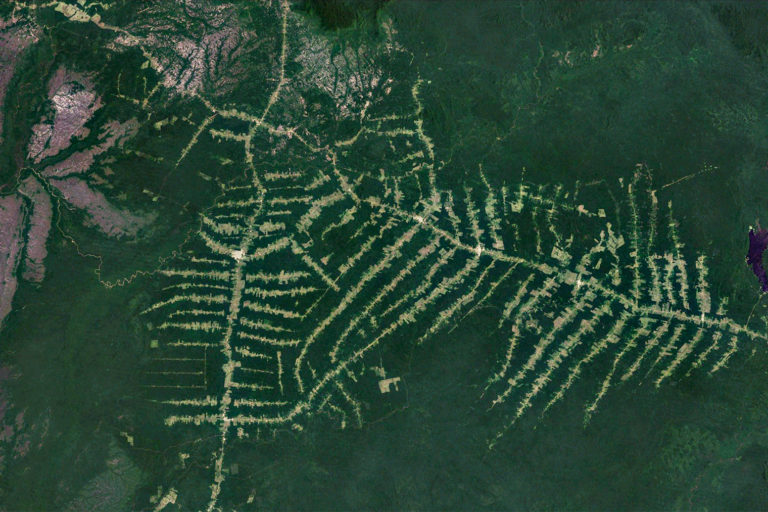 NASA Landsat image showing fishbone deforestation along roads in Sao Joao da Baliza, Roraima, Brazil in 2021.