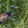 A bronze-winged jacana.