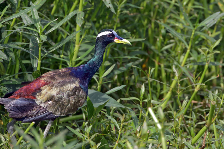 A bronze-winged jacana.