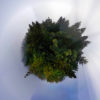 Sphere panoramic photo of redwoods in California. Photo credit: Rhett A. Butler