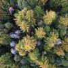 Redwood trees in California. Photo credit: Rhett A. Butler