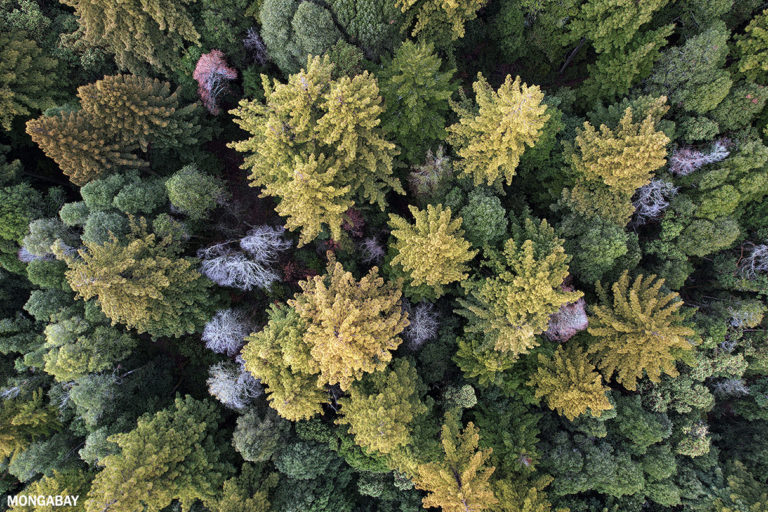 Redwood trees in California. Photo credit: Rhett A. Butler