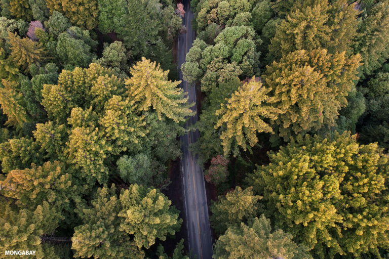 Road through a Redwood forest in Northern California. Photo credit: Rhett A. Butler / Mongabay
