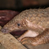 Pangolin in Cambodia. Pangolins are among the most trafficked animals in the world. Photo credit: Rhett A. Butler