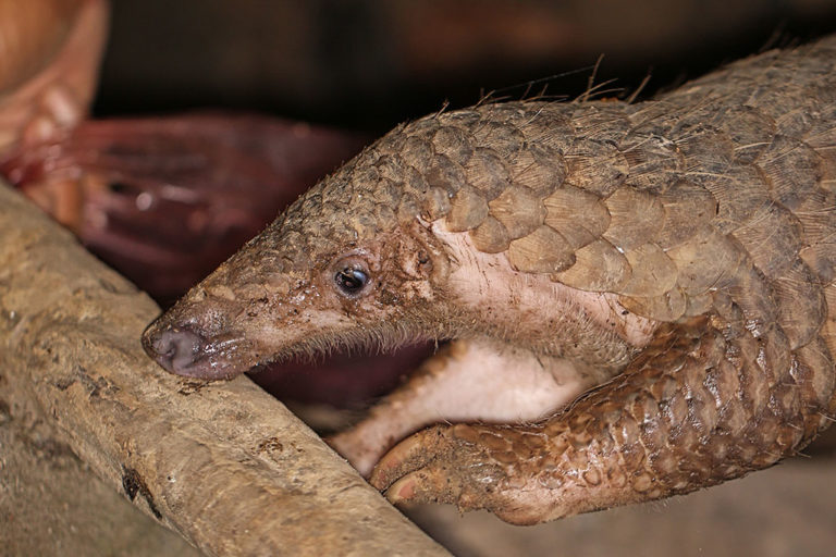 Pangolin in Cambodia. Pangolins are among the most trafficked animals in the world. Photo credit: Rhett A. Butler