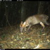 Camera trap photo of an Annamite dark muntjac in the Annamite mountains. Photo courtesy of Leibniz-IZW / WWF-Viet Nam / Song Thanh National Park