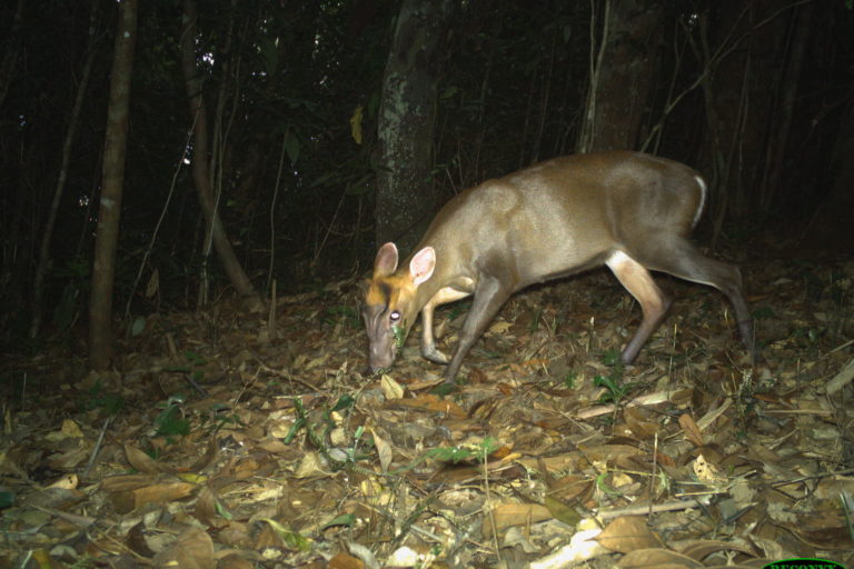 Camera trap photo of an Annamite dark muntjac in the Annamite mountains. Photo courtesy of Leibniz-IZW / WWF-Viet Nam / Song Thanh National Park
