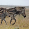 A Cape Mountain Zebra and Young.