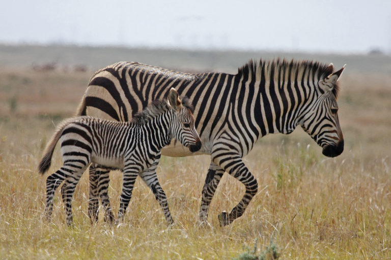 A Cape Mountain Zebra and Young.