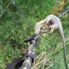 A capped langur crosses a canopy bridge.