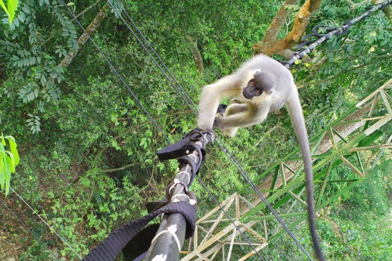 A capped langur crosses a canopy bridge.