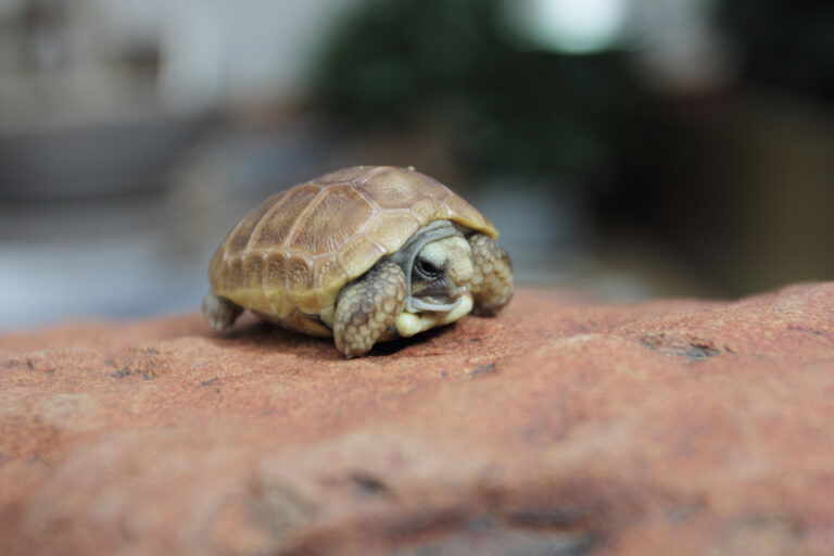 A captive-bred Karoo dwarf tortoise hatchling. Image courtesy Victor Loehr.