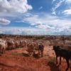 Cattle in Brazil