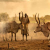 A cattle herder in a cattle camp