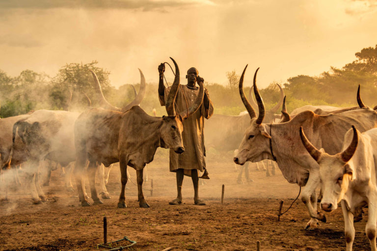 A cattle herder in a cattle camp