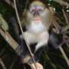 A mona monkey (Cercopithecus mona), one of the many species that inhabit Stubbs Creek Forest Reserve. Image by AlexisENVN via Wikimedia Commons (CC BY-SA 3.0).