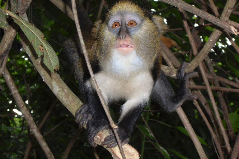 A mona monkey (Cercopithecus mona), one of the many species that inhabit Stubbs Creek Forest Reserve. Image by AlexisENVN via Wikimedia Commons (CC BY-SA 3.0).