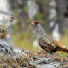 A pair of cheer pheasants.