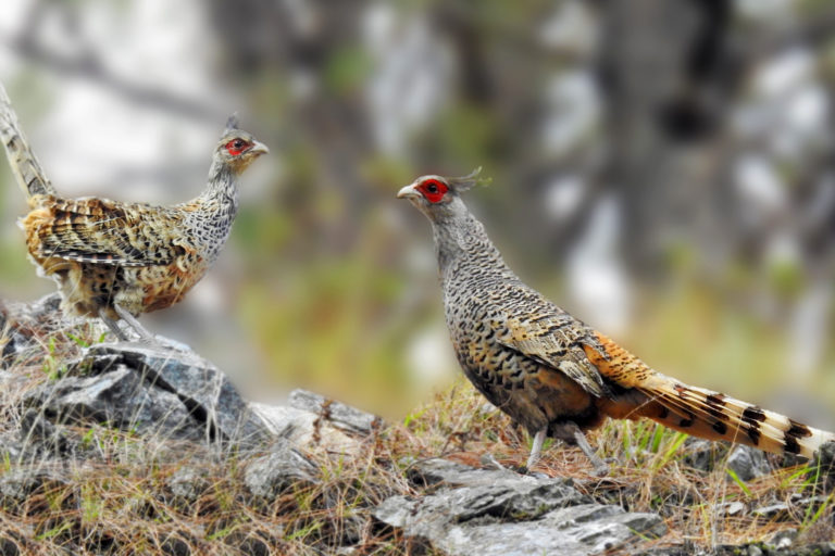 A pair of cheer pheasants.