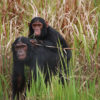 Two chimpanzees in the wild