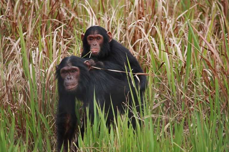 Two chimpanzees in the wild