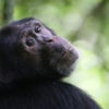 Chimpanzee