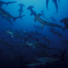 Hammerheads. Photo credit: Yves Lefèvre