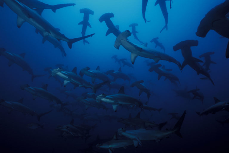 Hammerheads. Photo credit: Yves Lefèvre