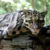 Clouded leopard. Image by Ltshears via Wikimedia Commons (CC BY-SA 2.0).