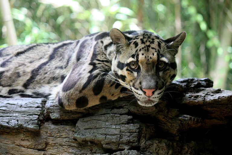 Clouded leopard. Image by Ltshears via Wikimedia Commons (CC BY-SA 2.0).