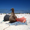 Laysan albatross