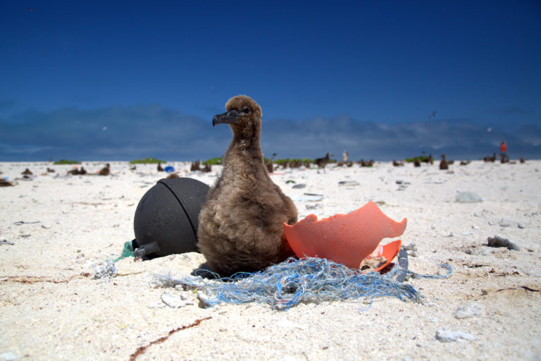Laysan albatross