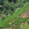Coca plantation on a hillside near Caranavi, western Bolivia.